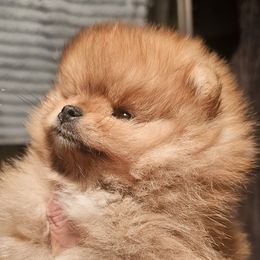 Sweet orange boy - Orange sable male Pomeranian puppy in Merced, California from Cardián Pomeranians