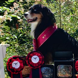 Apollo - Miniature Australian Shepherd