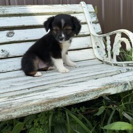 Diablo - Black tri male Toy Australian Shepherd puppy in Licking, Missouri from Burnett Aussies