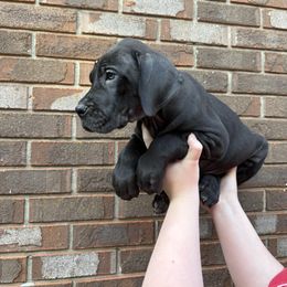 Brown collar - Black male Great Dane puppy in Ider, Alabama from Sand Mountain Danes LLC