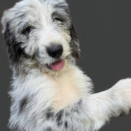 Gwen (Ghost Spider) - female Australian Mountain Doodle puppy in Williamston, South Carolina from Sassy Bob’s Dogs