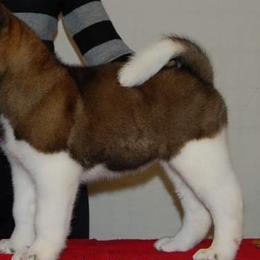  Puppies from Hickory Ridge Akitas