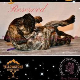 Perro de Presa Canario Puppies from Mesquite Creek Kennels