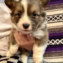 Red Collar boy Bandit - Sable male Pembroke Welsh Corgi puppy in Paris, Kentucky from Flat Run Corgis