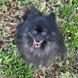 Erin's Mighty Malakai - Brindle male Pomeranian puppy in Plant City, Florida from Pepper's Pomeranians