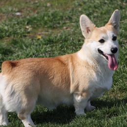 Toddy - Pembroke Welsh Corgi
