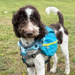 Bruno - Poodle