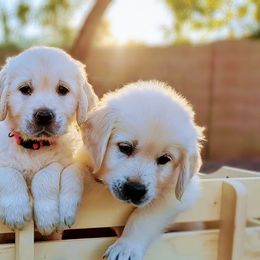 Golden Retriever Puppies from Top Gun Golden Retrievers
