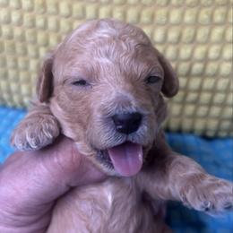 Boy 3 - Brown male Maltipoo puppy in Las Vegas, Nevada from Maltipoo_vegas