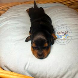 Mickey - Black and tan male Dachshund puppy in Cave City, Kentucky from Mammoth Cave Dachshunds