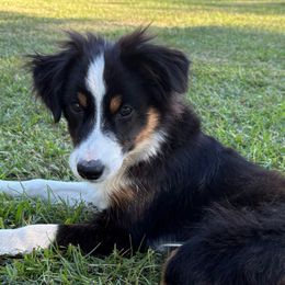 Waylon - Black tri male Miniature Australian Shepherd puppy in Taylorsville, Mississippi from Magnolia Aussies