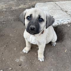 Cera - Yellow female Black Mouth Cur puppy in Warsaw, Missouri from Heritage Cow Dogs