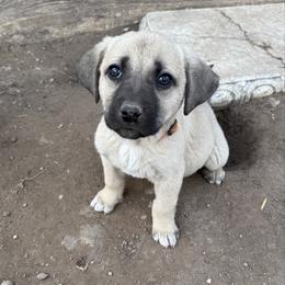 Cera - Yellow female Black Mouth Cur puppy in Warsaw, Missouri from Heritage Cow Dogs