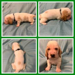 Green collar Male - Red and white male Basset Hound puppy in Columbia, South Carolina from Pawmetto Hounds