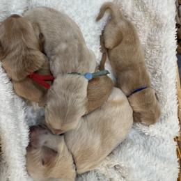 Light Blue - Golden male Golden Retriever puppy in Angier, North Carolina from Howard's Retrievers