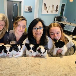 Papillon Puppies from Heise Papillons