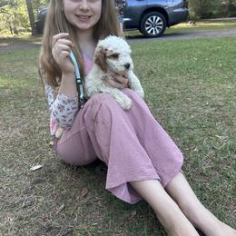 Light blue colllar female - Parti female Goldendoodle puppy in Lake Butler, Florida from Providence Ranches