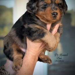 Dash - Blue merle male Toy Australian Shepherd puppy in Virginia from P3 Kennel