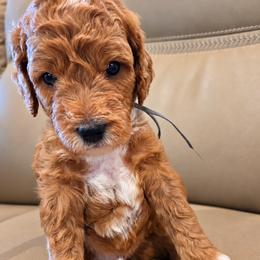 Boy 3 - Parti male Goldendoodle puppy in Coppell, Texas from Bethel Stream Goldendoodles