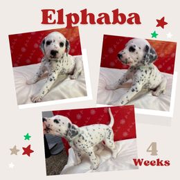 Elphaba - White and black female Dalmatian puppy in Chehalis, Washington from Dalmatian Vacation