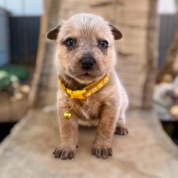 Ms. Yasmin (AKC) - Red mottled female Australian Cattle Dog puppy in Sahuarita, Arizona from A2 Australian Cattle Dogs