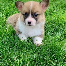 Pembroke Welsh Corgi Puppies from West Lake Corgis