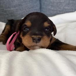 Miss Pink - Sable female Bernedoodle puppy in Toledo, Ohio from Avery Doodle Day LLC