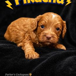 Pikachu - Red male Cockapoo puppy in Perry, Arkansas from Parker's Cockapoos