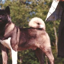 Akita All Grown Up from DeZaVu Akitas