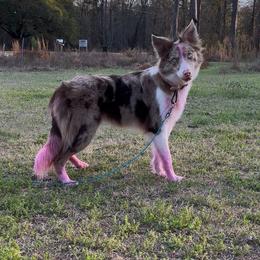 Border Collies from Stratum Run Border Collies