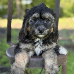 Orange - Phantom female Bernedoodle puppy in Lancaster, Minnesota from Richardville Hunde