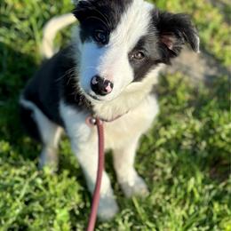 Victorious (Vic) - Black and white female Border Collie puppy in Oakley, California from Von Guadachi German Shepherds & Audacity Border Collies