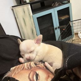 Chihuahua Puppies from Four-Zero Six Chihuahua’s