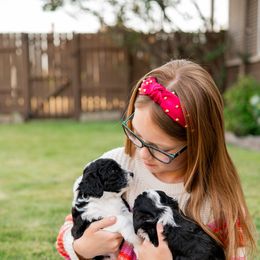 Sheepadoodle Puppies from Downriver Doodles