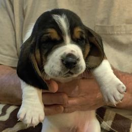 Basset Hounds from Red Hill Bassets