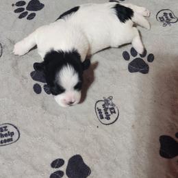 Patches - Black and white female Shichon puppy in Imperial, Missouri from Shichon Teddybear  puppies of Miss