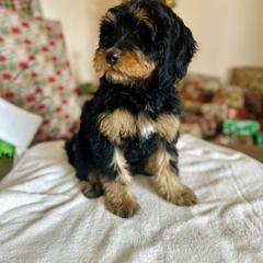 Poppy - female Golden Mountain Doodle puppy in Twin Falls, Idaho from Burrow & Bone