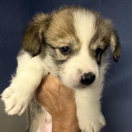 Blue Collar Male - Red male Pembroke Welsh Corgi puppy in Victoria, Texas from Clear Creek Corgis