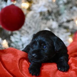 Joy - Black female Miniature Schnauzer puppy in Sumner, Texas from 3M Kennels, LLC