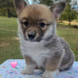 L1 - Red female Pembroke Welsh Corgi puppy in Jacksonville, Texas from ArmnalegRanch