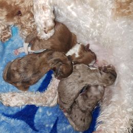 Aussiedoodles and Toy Australian Shepherds from Brittany's Brats