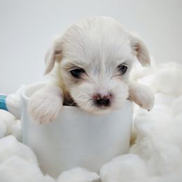 Companion Cross, Maltese, and Maltipoo Puppies from Seeking Shalom Acres Maltese, Maltipoos & Havamalts