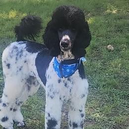 Lexi - Poodle