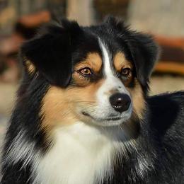 Shiner - Miniature Australian Shepherd
