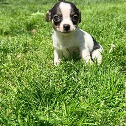 Cole AKC - Black and tan male Chihuahua puppy in Seneca, Missouri from Stephanie’s Puppy Colony