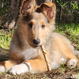 Collie Puppies from Critter cottage