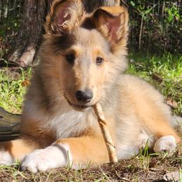 Collie Puppies from Critter cottage