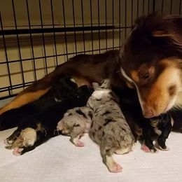 Miniature Australian Shepherd and Toy Australian Shepherd Puppies from Aussie What You Did There