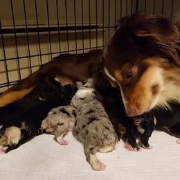 Miniature Australian Shepherd and Toy Australian Shepherd Puppies from Aussie What You Did There