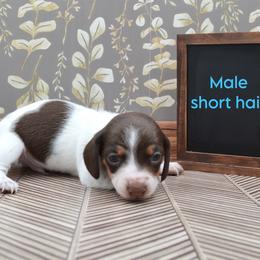 Dachshund Puppies from Geta Long Little Doggie